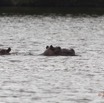 210 LOANGO Inyoungou Lagune Ngove Hippopotame Hippopotamus amphibius 12E5K2IMG_79464wtmk.jpg